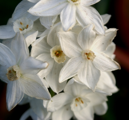 bunchflower daffodil, bunchflower narcissi, Chinese sacred-lily, Narcissus tazetta, bulbous perennial with strap-shaped leaves and white flowers in bunches, carried on a scape の写真素材