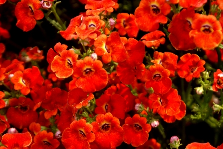 Nemesia, Cape-jewels, Nemesia strumosa, annual ornamental herb with toothed leaves and yellow to purple flowers with bearded throat, in racemes, pouch at base                                      の写真素材