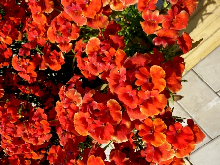 Nemesia, Cape-jewels, Nemesia strumosa, annual ornamental herb with toothed leaves and yellow to purple flowers with bearded throat, in racemes, pouch at base                     の写真素材