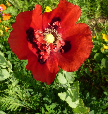 Opium poppy, Papaver somniferum, cultivated annual with glacous, sessile clasping leaves, toothed  Flowers up to 10 cm across, white pink to red on long stalk, dark spot at base of petals  Source of opium    の写真素材