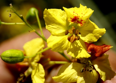 Jerusalem thorn, Mexican palo verde, Parkinsonia aculuata, a spiny tree with pinnate compound leaves with flattened rachic and small leaflets  Flowers yellow in racemes  Pod slender, leathery                    の写真素材