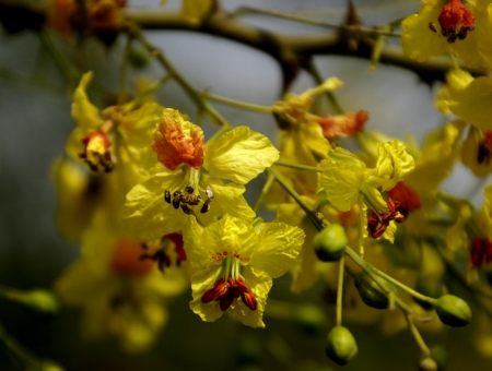 Jerusalem thorn, Mexican palo verde, Parkinsonia aculuata, a spiny tree with pinnate compound leaves with flattened rachic and small leaflets  Flowers yellow in racemes  Pod slender, leathery                    の写真素材