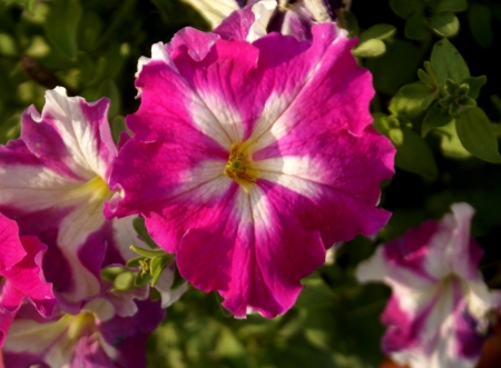 Garden Petunia, Petunia hybrida, cultivated herb with ovate leaves and funnel-shaped flowers in various colours  often fringed and markings in throat の写真素材
