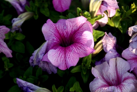 Garden Petunia, Petunia hybrida, cultivated herb with ovate leaves and funnel-shaped flowers in various colours  often fringed and markings in throat  の写真素材