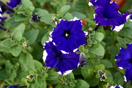 Garden Petunia, Petunia hybrida, cultivated herb with ovate leaves and funnel-shaped flowers in various colours  often fringed and markings in throat            の写真素材