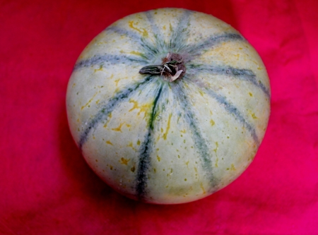 Charentais, Cucumis melo var  cantalupensis, a cantaloupe with ivory grey to yellow skin with green stripes, yellow sweet and delicious flesh の写真素材