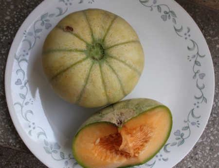 Charentais, Cucumis melo var  cantalupensis, a cantaloupe with ivory grey to yellow skin with green stripes, yellow sweet and delicious flesh の写真素材
