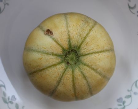 Charentais, Cucumis melo var  cantalupensis, a cantaloupe with ivory grey to yellow skin with green stripes, yellow sweet and delicious flesh の写真素材