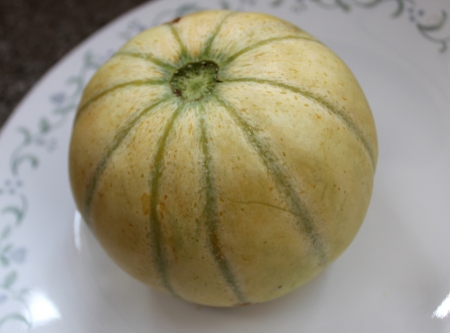 Charentais, Cucumis melo var  cantalupensis, a cantaloupe with ivory grey to yellow skin with green stripes, yellow sweet and delicious flesh の写真素材