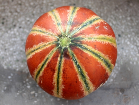 Cucumis melo var cantalupensis, H ogen, cantaloupe with yellow, orange to finally brown skin with broad green stripes  The flesh is light greenish-white, sweet and juicy  Used as table fruit の写真素材