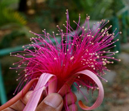 Shaving brush tree, Pseudobombax ellipticum, large tree with palmate compound leaves and  white to pinkish-red flowers with numerous long filaments                               の写真素材