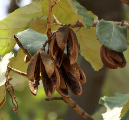 Kanak champs, Pterospermum acerifolium, a large tree with  lobed leaves white beneath,  white fragrant flowers and dry woody winged fruits            の写真素材