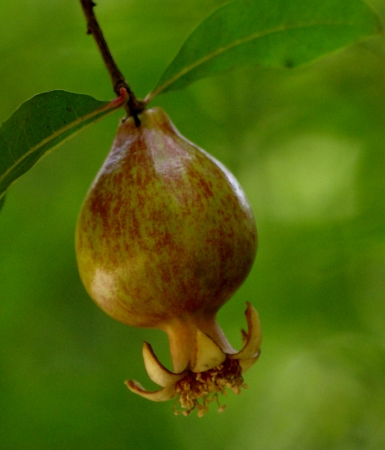 Pomegranate, Punica granatum, shrub to small tree with shining leaves and and red flowers with crumpled petals and maturing into fruit with numerous fleshy seeds               の写真素材