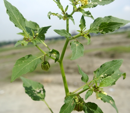 angular winter-cherry, balloon-cherry, cut-leaf ground-cherry, Physalis angulata,  erect robust herb with yellow flowers, bluish anthers and inlated fruiting calyx with 5 purplish ribs and veins                       の写真素材