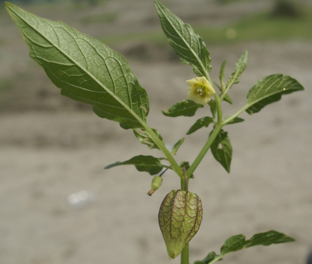 angular winter-cherry, balloon-cherry, cut-leaf ground-cherry, Physalis angulata,  erect robust herb with yellow flowers, bluish anthers and inlated fruiting calyx with 5 purplish ribs and veins                  の写真素材