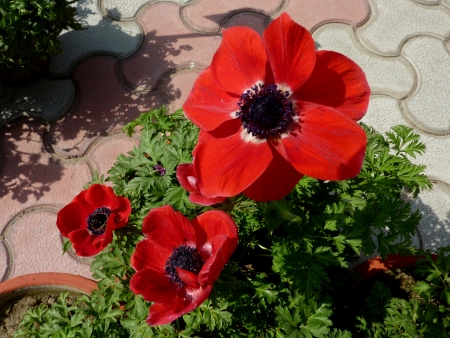 Ranunculus asiaticus, ornamental herb with ruberous roots, divided leaves and beautiful flowers  grown in winters in Delhi, summer in hill stations                                の写真素材