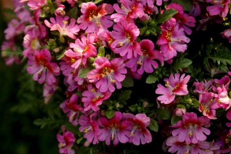 Poor man s orchid, Schizanthus wisetonensis, hybrid ornamental herb with pinnately cleft leaves white, pink, to carmine or bluish flowers , suffused with yellow, bilipped corolla in  terminal cymes                 の写真素材