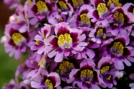 Poor man s orchid, Schizanthus wisetonensis, hybrid ornamental herb with pinnately cleft leaves white, pink, to carmine or bluish flowers , suffused with yellow, bilipped corolla in  terminal cymes          の写真素材