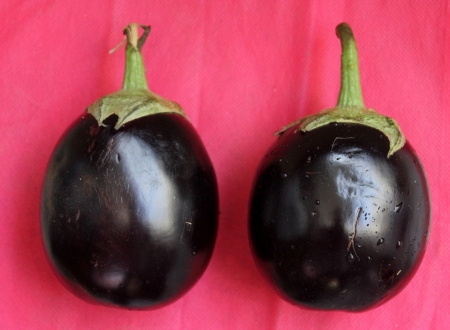 Brinjal, egg plant, Solanum melongena, cultivated bushy plant with gray-tomentose spiny with ovate to oblong leaves and one or few nodding violet flower Fruits are variable in size, globose to oblong, purple Usually   の写真素材