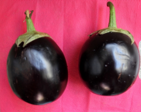 Brinjal, egg plant, Solanum melongena, cultivated bushy plant with grey-tomentose spiny with ovate to oblong leaves and one or few violet nodding flower  Fruits are variable in size, globose to oblong, usually purple   の写真素材