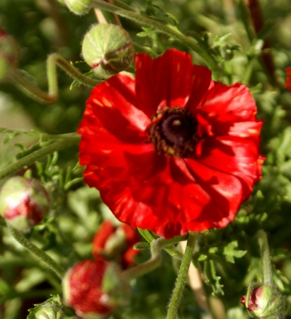 Ranunculus asiaticus, ornamental herb with ruberous roots, divided leaves and beautiful flowers  grown in winters in Delhi, summer in hill stations                                の写真素材