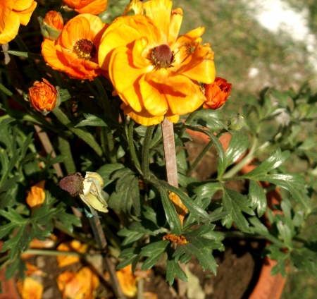 Ranunculus asiaticus, ornamental herb with ruberous roots, divided leaves and beautiful flowers  grown in winters in Delhi, summer in hill stations                            の写真素材