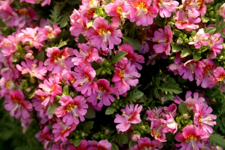 Poor man s orchid, Schizanthus wisetonensis, hybrid ornamental herb with pinnately cleft leaves white, pink, to carmine or bluish flowers , suffused with yellow, bilipped corolla in  terminal cymesの写真素材