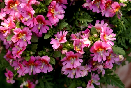 Poor man s orchid, Schizanthus wisetonensis, hybrid ornamental herb with pinnately cleft leaves white, pink, to carmine or bluish flowers , suffused with yellow, bilipped corolla in  terminal cymes         の写真素材