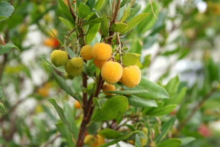 Strawberry tree, Arbutus unedo, evergreen tree with shining obovate toothed leaves and white to pinkish urn-shaped flowers in drooping panicles  Fruits orange to scarlet, strwberry-like の写真素材