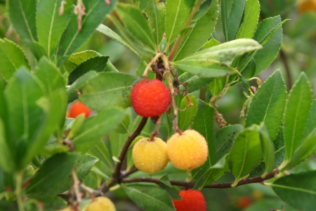 Strawberry tree, Arbutus unedo, evergreen tree with shining obovate toothed leaves and white to pinkish urn-shaped flowers in drooping panicles  Fruits orange to scarlet, strwberry-like の写真素材