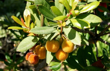 Strawberry tree, Arbutus unedo, evergreen tree with shining obovate toothed leaves and white to pinkish urn-shaped flowers in drooping panicles  Fruits orange to scarlet, strwberry-like の写真素材
