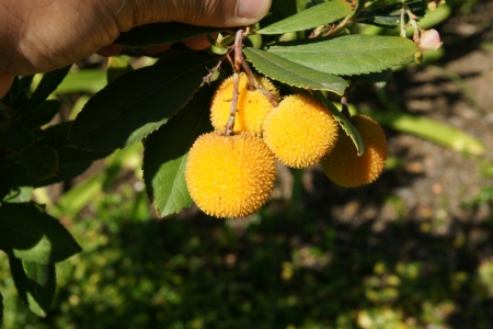 Strawberry tree, Arbutus unedo, evergreen tree with shining obovate toothed leaves and white to pinkish urn-shaped flowers in drooping panicles  Fruits orange to scarlet, strwberry-like の写真素材