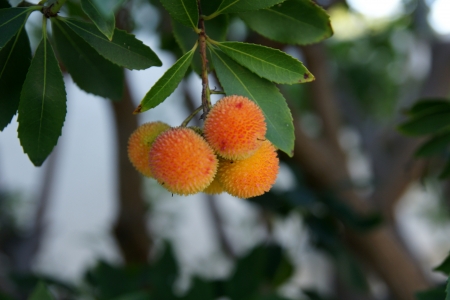 Strawberry tree, Arbutus unedo, evergreen tree with shining obovate toothed leaves and white to pinkish urn-shaped flowers in drooping panicles  Fruits orange to scarlet, strwberry-like の写真素材