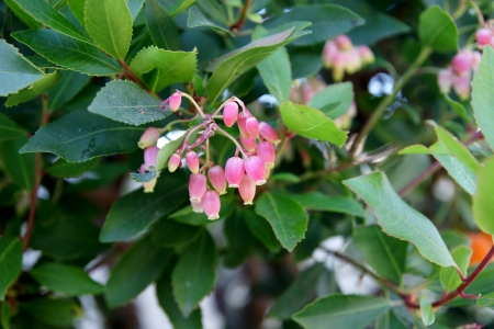 Strawberry tree, Arbutus unedo, evergreen tree with shining obovate toothed leaves and white to pinkish urn-shaped flowers in drooping panicles  Fruits orange to scarlet, strwberry-like の写真素材