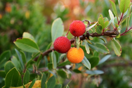 Strawberry tree, Arbutus unedo, evergreen tree with shining obovate toothed leaves and white to pinkish urn-shaped flowers in drooping panicles  Fruits orange to scarlet, strwberry-like の写真素材