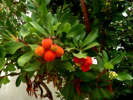 Strawberry tree, Arbutus unedo, evergreen tree with shining obovate toothed leaves and white to pinkish urn-shaped flowers in drooping panicles  Fruits orange to scarlet, strwberry-like の写真素材