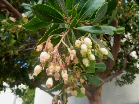 Strawberry tree, Arbutus unedo, evergreen tree with shining obovate toothed leaves and white to pinkish urn-shaped flowers in drooping panicles  Fruits orange to scarlet, strwberry-like の写真素材