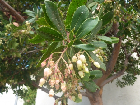 Strawberry tree, Arbutus unedo, evergreen tree with shining obovate toothed leaves and white to pinkish urn-shaped flowers in drooping panicles  Fruits orange to scarlet, strwberry-like の写真素材