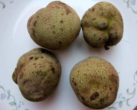 Monkey-jack, monkey-fruit, Artocarpus lakoocha, deciduous tree with oblong to elliptic leaves, up to 30 cm long and 6-8 cm irregularly globose edible fruits の写真素材