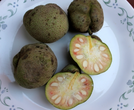 Monkey-jack, monkey-fruit, Artocarpus lakoocha, deciduous tree with oblong to elliptic leaves, up to...