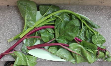 Ceylone-spinach, Malabar spinach, Basella alba  syn  Basella rubra , a leafy vegetable, s soft stemmed vine with thick heart-shaped leaves and mild flavour used as vegetable の写真素材