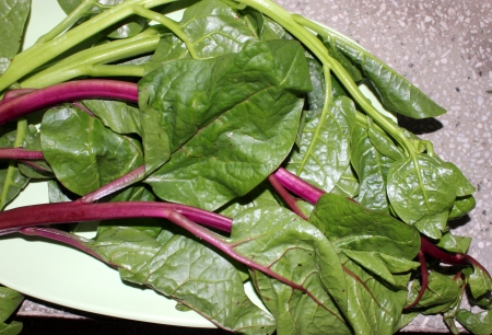 Ceylone-spinach, Malabar spinach, Basella alba  syn  Basella rubra , a leafy vegetable, s soft stemmed vine with thick heart-shaped leaves and mild flavour used as vegetable の写真素材