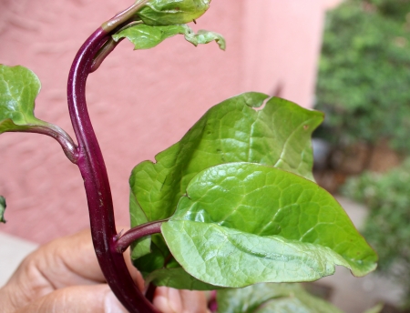 Ceylone-spinach, Malabar spinach, Basella alba  syn  Basella rubra , a leafy vegetable, s soft stemmed vine with thick heart-shaped leaves and mild flavour used as vegetable の写真素材