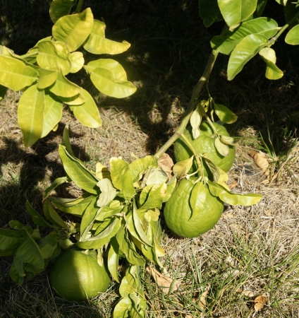 Pomelo, shaddok, Citrus maxima  syn  Citrus grandis, Citrus decumana,tree with yellow to orange fruits, large often up to 16 cm in size, globose, grown as ornamental or dessert fruit の写真素材