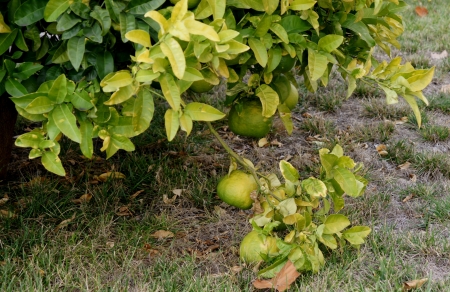 Pomelo, shaddok, Citrus maxima  syn  Citrus grandis, Citrus decumana,tree with yellow to orange fruits, large often up to 16 cm in size, globose, grown as ornamental or dessert fruit の写真素材