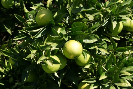 Pomelo, shaddok, Citrus maxima  syn  Citrus grandis, Citrus decumana,tree with yellow to orange fruits, large often up to 16 cm in size, globose, grown as ornamental or dessert fruit の写真素材