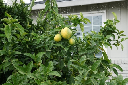Pomelo, shaddok, Citrus maxima  syn  Citrus grandis, Citrus decumana,tree with yellow to orange fruits, large often up to 16 cm in size, globose, grown as ornamental or dessert fruit の写真素材