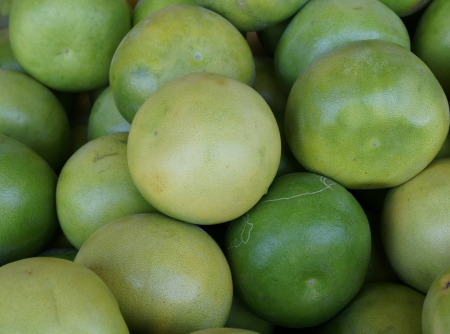 Pomelo, shaddok, Citrus maxima  syn  Citrus grandis, Citrus decumana,tree with yellow to orange fruits, large often up to 16 cm in size, globose, grown as ornamental or dessert fruit の写真素材