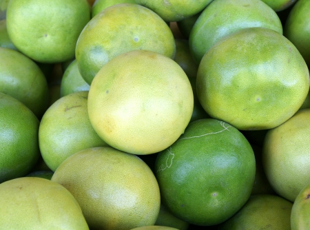 Pomelo, shaddok, Citrus maxima  syn  Citrus grandis, Citrus decumana,tree with yellow to orange fruits, large often up to 16 cm in size, globose, grown as ornamental or dessert fruit の写真素材