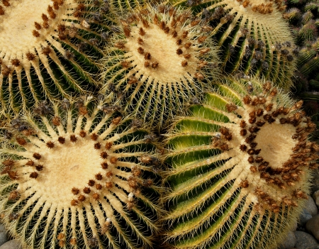 Echinocactus grusonii, barrel cactus, golden barrel cactus, golden ball cactus, golden ball, a cactus with single or clustered stems, globose, up to 1 m in diam with 20-40 ribs and golden yellow spines becoming paler with age  の写真素材